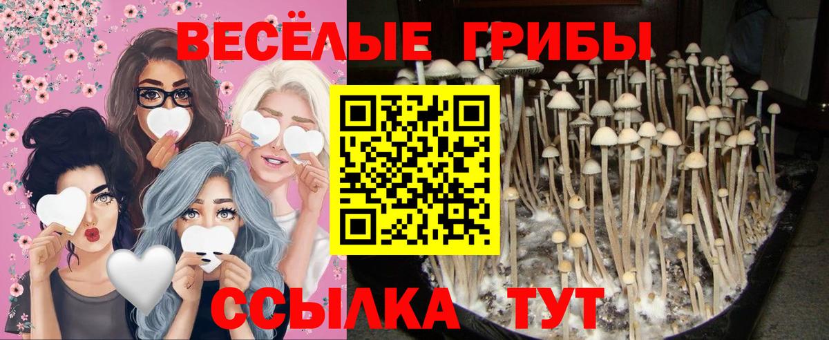 Псилоцибиновые грибы мицелий Кандалакша
